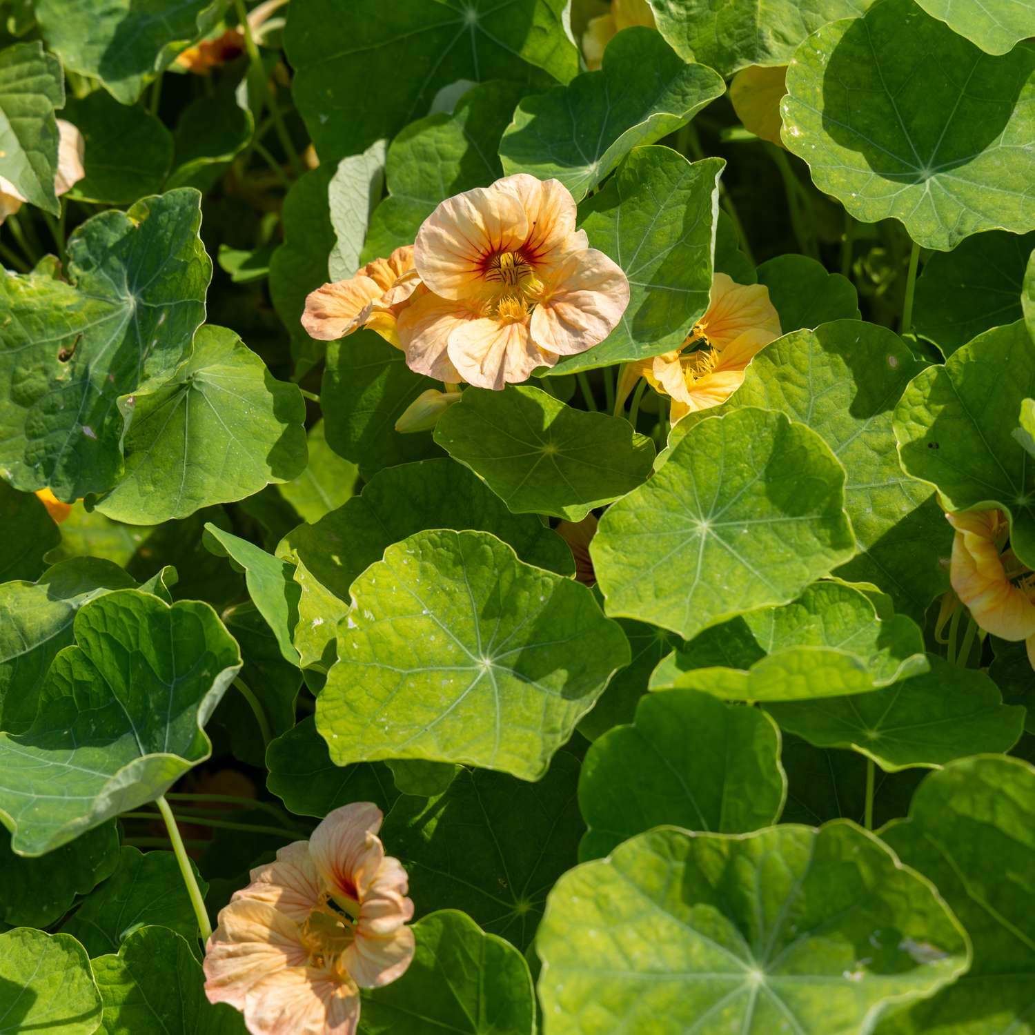 Capucine 'Tip Top Apricot' (graines)